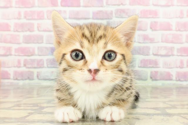 東京都のマンチカン (Coo&RIKU三軒茶屋店/2025年3月10日生まれ/男の子/ブラウンタビーホワイト)の子猫