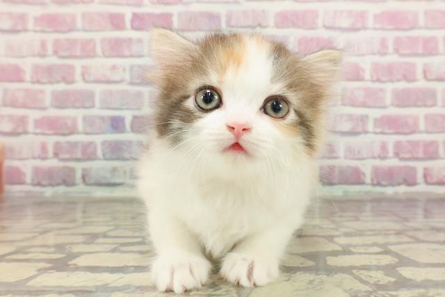神奈川県のマンチカン (Coo&RIKU長津田店/2025年3月10日生まれ/女の子/キャリコ)の子猫