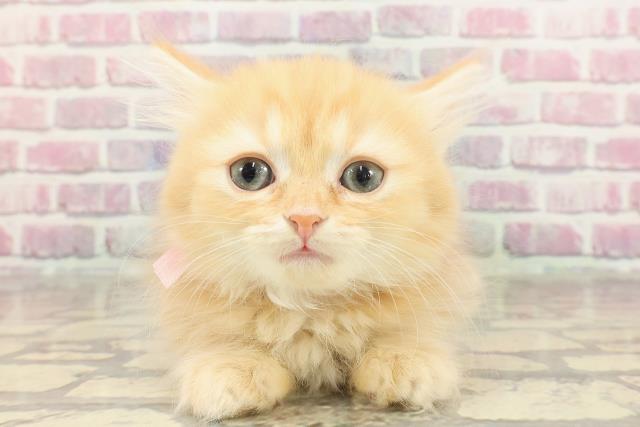 神奈川県のマンチカン (Coo&RIKU横浜青葉店/2025年2月28日生まれ/女の子/レッドタビー)の子猫