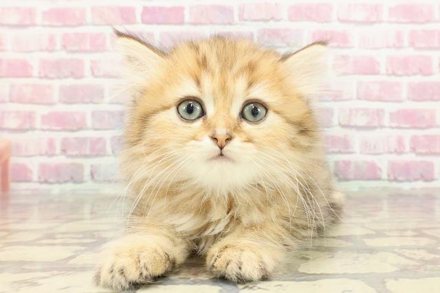 宮城県のマンチカン (Coo&RIKU仙台太白店/2025年2月28日生まれ/男の子/ブラウンタビー)の子猫