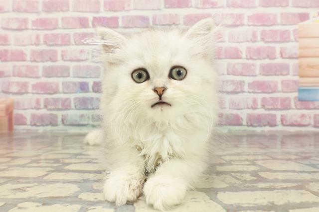 神奈川県のマンチカン (Coo&RIKU横浜青葉店/2025年2月28日生まれ/女の子/シルバータビー)の子猫