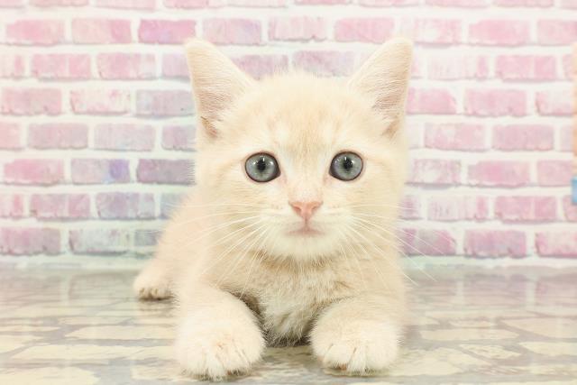 新潟県のマンチカン (Coo&RIKU新潟東店/2025年2月26日生まれ/男の子/クリームタビー)の子猫