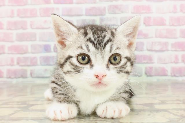 東京都のマンチカン (Coo&RIKU自由が丘店/2025年3月8日生まれ/男の子/シルバータビーホワイト)の子猫