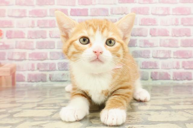 北海道のマンチカン (Coo&RIKU岩見沢店/2025年3月8日生まれ/女の子/レッドタビーホワイト)の子猫