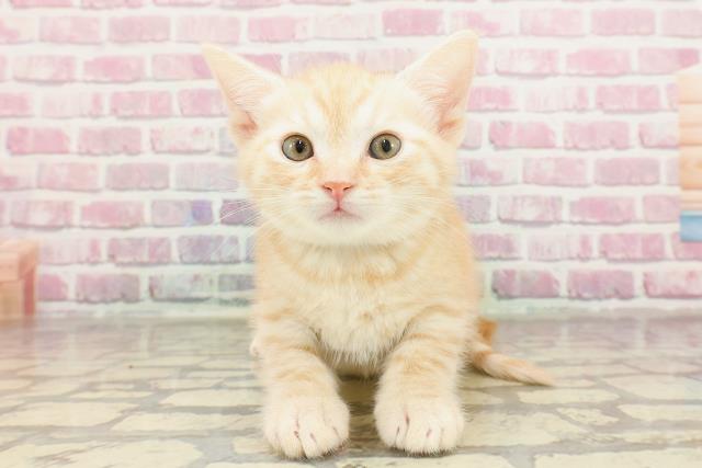 北海道のマンチカン (Coo&RIKU釧路店/2025年3月8日生まれ/男の子/クリームタビー)の子猫