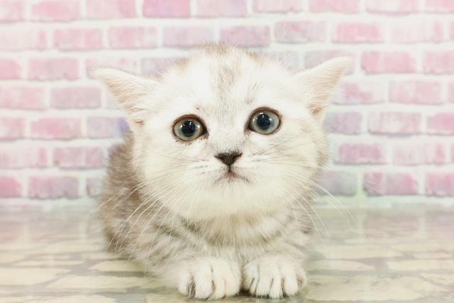 東京都のミヌエット (Coo&RIKU新宿三丁目店/2025年3月9日生まれ/女の子/シルバータビー)の子猫