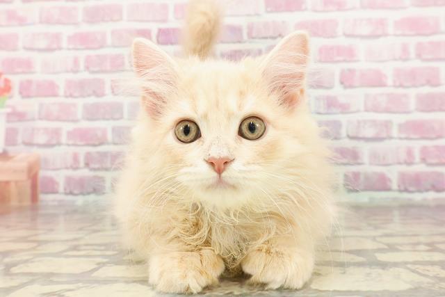新潟県のサイベリアン (Coo&RIKU新潟西店/2025年2月10日生まれ/男の子/クリームタビー)の子猫