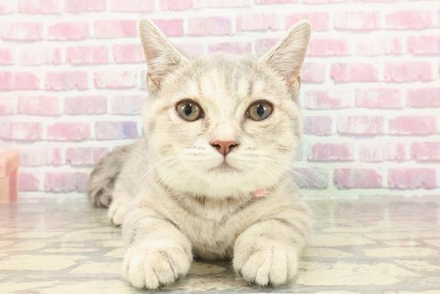 北海道のマンチカン (Coo&RIKU札幌東店/2024年12月20日生まれ/女の子/ブルーパッチドタビー)の子猫