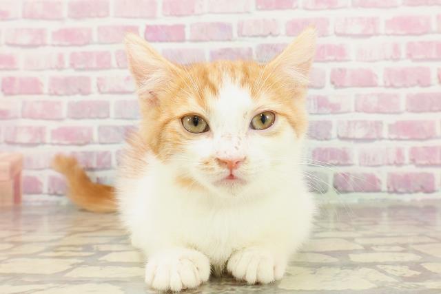 北海道のマンチカン (Coo&RIKU函館店/2025年2月2日生まれ/男の子/レッドホワイト)の子猫