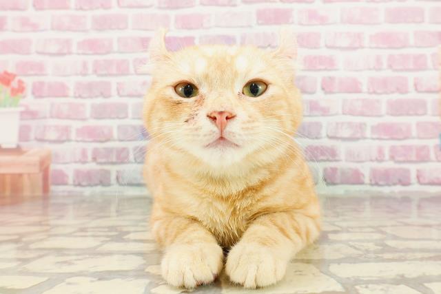 北海道のアメリカンカール (Coo&RIKU釧路店/2024年10月22日生まれ/男の子/レッドタビー)の子猫