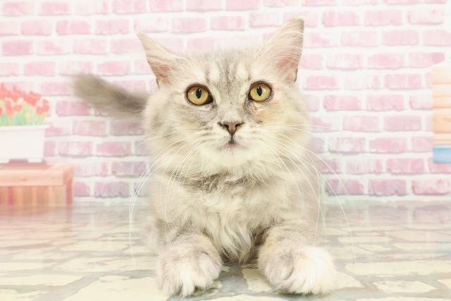 北海道のサイベリアン (Coo&RIKU旭川店/2024年12月22日生まれ/女の子/ブルーパッチドタビー)の子猫
