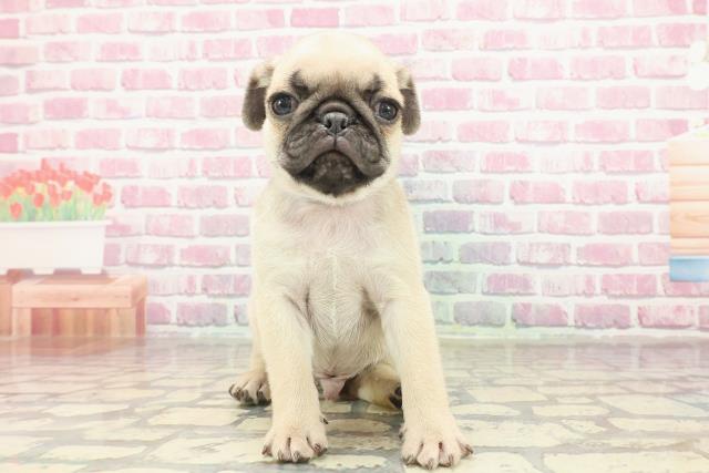 神奈川県のパグ (Coo&RIKU横浜青葉店/2025年3月11日生まれ/男の子/フォーン)の子犬
