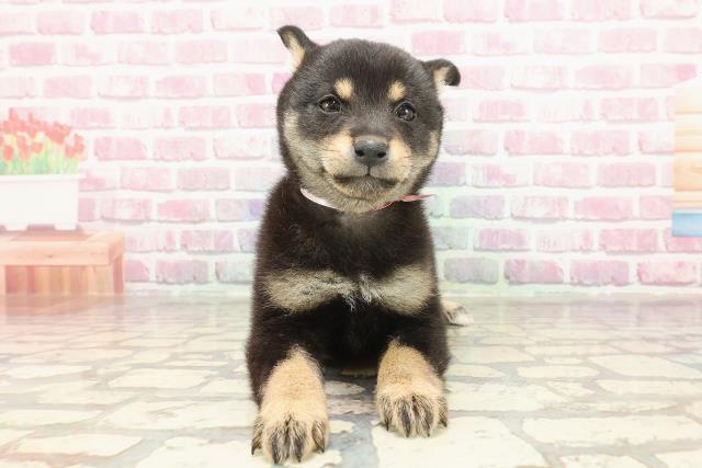 石川県の豆柴 (Coo&RIKUイオン野々市南店/2025年3月9日生まれ/女の子/黒)の子犬