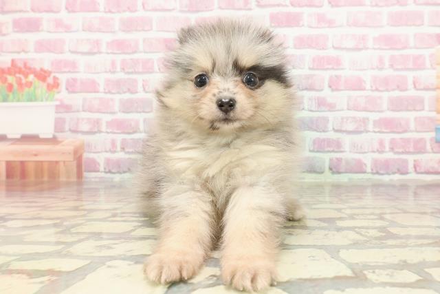 神奈川県のポメラニアン (Coo&RIKU藤沢店/2025年3月11日生まれ/女の子/ブルーマールタン)の子犬