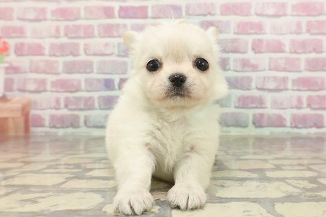 東京都のチワワ(ロング) (Coo&RIKU自由が丘店/2025年3月11日生まれ/男の子/クリーム)の子犬