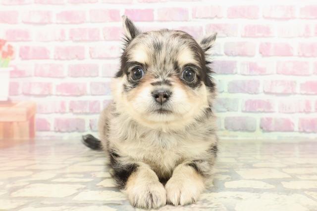 神奈川県のチワワ(ロング) (Coo&RIKU藤沢店/2025年3月9日生まれ/女の子/ブルーマール)の子犬