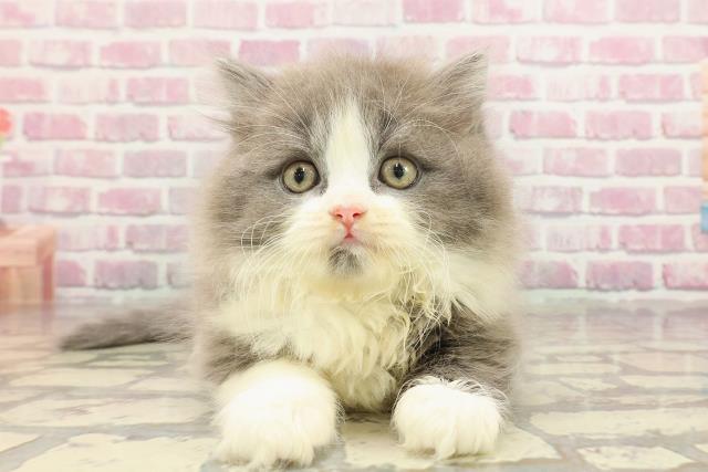 神奈川県のスコティッシュフォールド (Coo&RIKU横浜青葉店/2025年3月11日生まれ/男の子/ブルータビーホワイト)の子猫