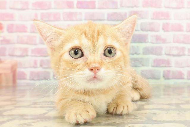 神奈川県のマンチカン (Coo&RIKU相模原店/2025年3月11日生まれ/女の子/レッドタビー)の子猫