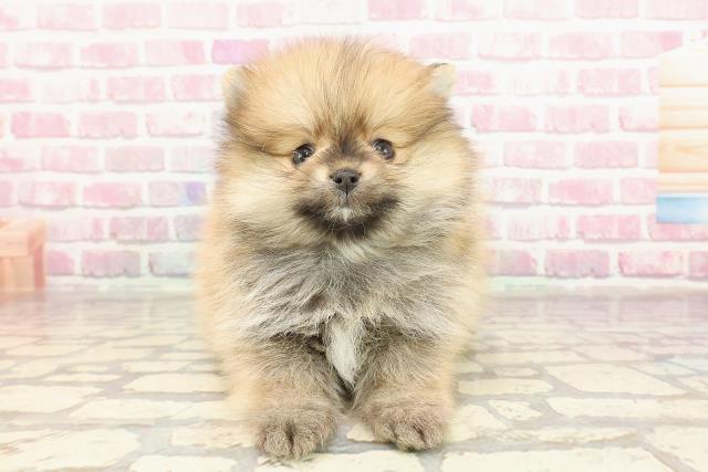 東京都のポメラニアン (Coo&RIKU下北沢店/2025年3月11日生まれ/男の子/オレンジ)の子犬