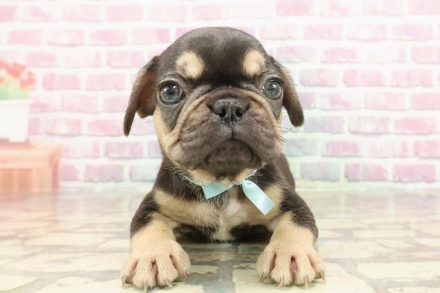 東京都のフレンチブルドッグ (Coo&RIKU吉祥寺店/2025年2月27日生まれ/男の子/ブラックタン)の子犬