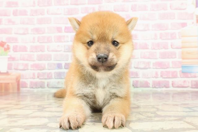 東京都の豆柴 (Coo&RIKU中野サンモール店/2025年3月11日生まれ/男の子/赤)の子犬