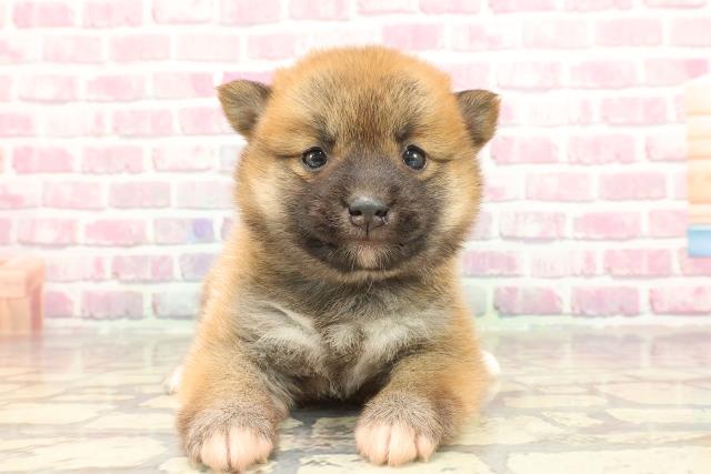 東京都の豆柴 (Coo&RIKU東久留米店/2025年3月11日生まれ/女の子/赤)の子犬