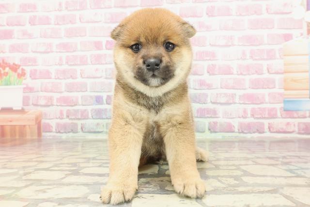 埼玉県の豆柴 (Coo&RIKUアニマルケアセンター大宮/2025年3月11日生まれ/男の子/赤)の子犬