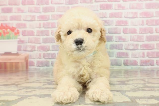 東京都のトイプードル(トイ) (Coo&RIKU下北沢店/2025年3月3日生まれ/男の子/クリーム)の子犬