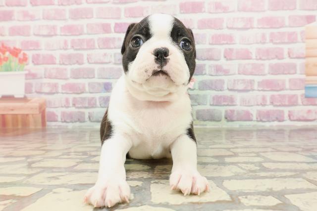 東京都のボストンテリア (Coo&RIKU下北沢店/2025年3月11日生まれ/女の子/ブリンドルホワイト)の子犬