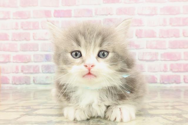 東京都のマンチカン (Coo&RIKU中野サンモール店/2025年3月10日生まれ/男の子/ブルータビーホワイト)の子猫