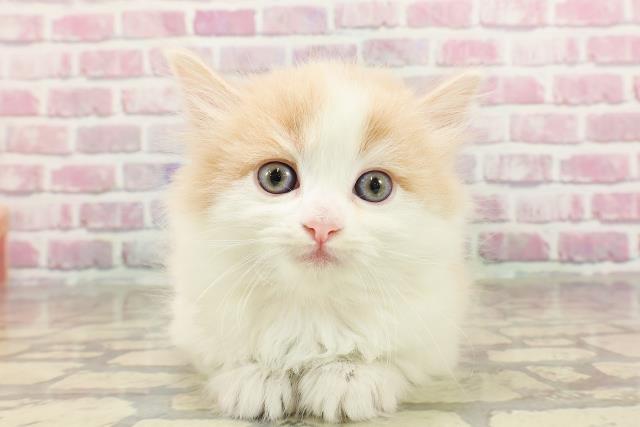 東京都のマンチカン (Coo&RIKU中野サンモール店/2025年3月10日生まれ/女の子/クリームタビーホワイト)の子猫
