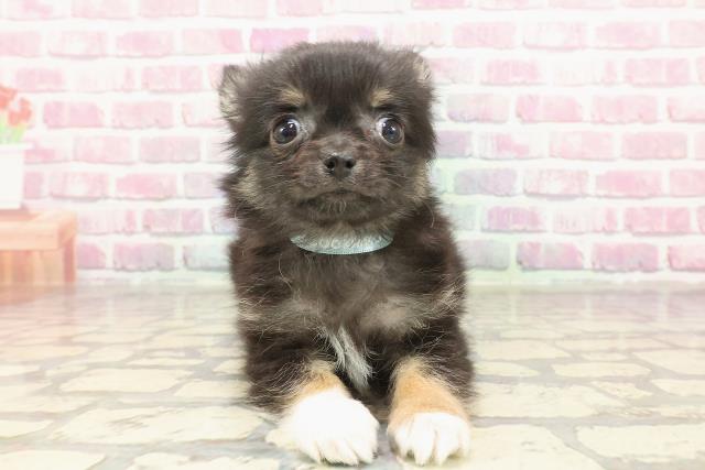 東京都のチワワ(ロング) (Coo&RIKU足立本店/2025年3月5日生まれ/男の子/ブラックタンホワイト)の子犬