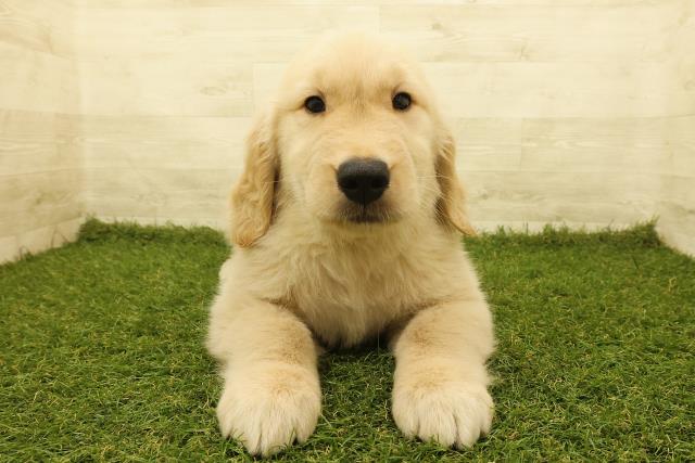東京都のゴールデンレトリバー (Coo&RIKU練馬店/2025年3月5日生まれ/男の子/ゴールデン)の子犬