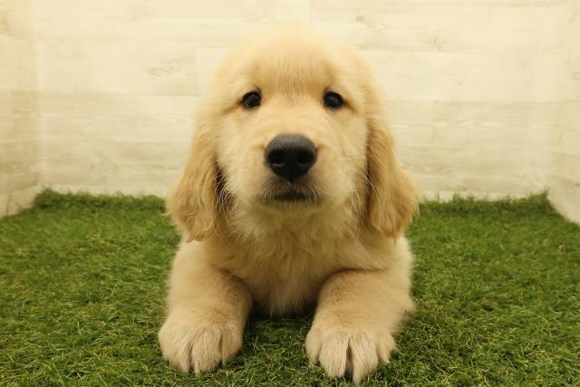 東京都のゴールデンレトリバー (Coo&RIKU江戸川店/2025年3月5日生まれ/男の子/ゴールデン)の子犬