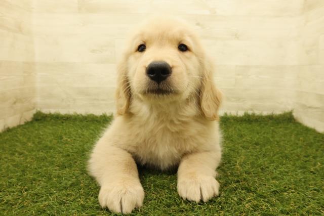 千葉県のゴールデンレトリバー (Coo&RIKU東金店/2025年3月5日生まれ/男の子/ゴールデン)の子犬