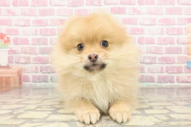 埼玉県のポメラニアン (Coo&RIKU桶川店/2025年3月6日生まれ/男の子/ビーバー)の子犬