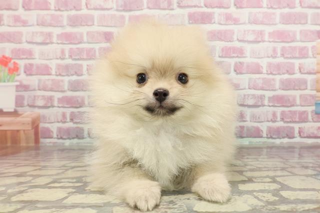 千葉県のポメラニアン (Coo&RIKU東金店/2025年3月6日生まれ/男の子/クリーム)の子犬