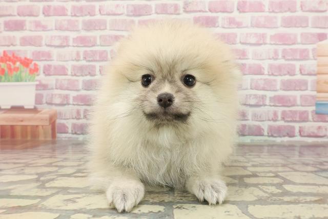 茨城県のポメラニアン (Coo&RIKUMEGAドン・キホーテ勝田店/2025年3月6日生まれ/女の子/クリーム)の子犬