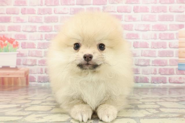 埼玉県のポメラニアン (Coo&RIKUアニマルケアセンター大宮/2025年3月6日生まれ/女の子/クリーム)の子犬