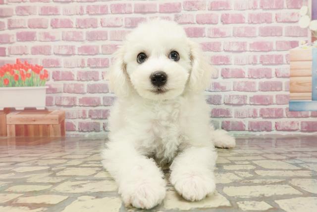 東京都のビションフリーゼ (Coo&RIKU江戸川店/2025年3月9日生まれ/男の子/ホワイト)の子犬