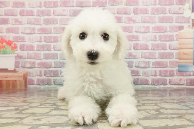 千葉県のビションフリーゼ (Coo&RIKU南柏店/2025年3月9日生まれ/男の子/ホワイト)の子犬