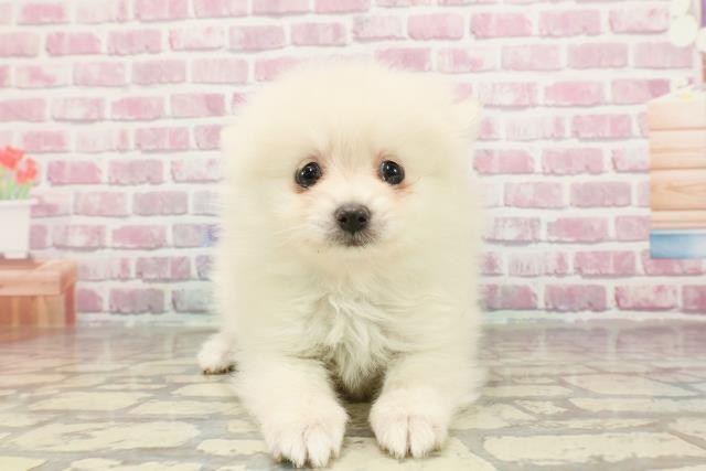 埼玉県のポメラニアン (Coo&RIKUアニマルケアセンター大宮/2025年3月10日生まれ/男の子/クリーム)の子犬