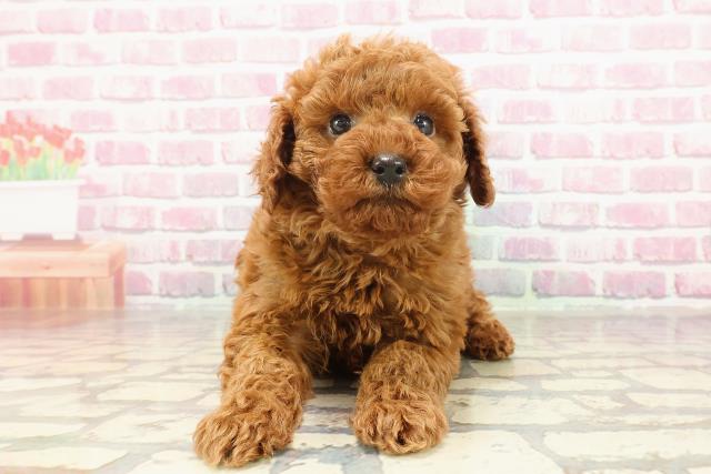 千葉県のトイプードル(トイ) (Coo&RIKU流山店/2025年3月2日生まれ/男の子/レッド)の子犬