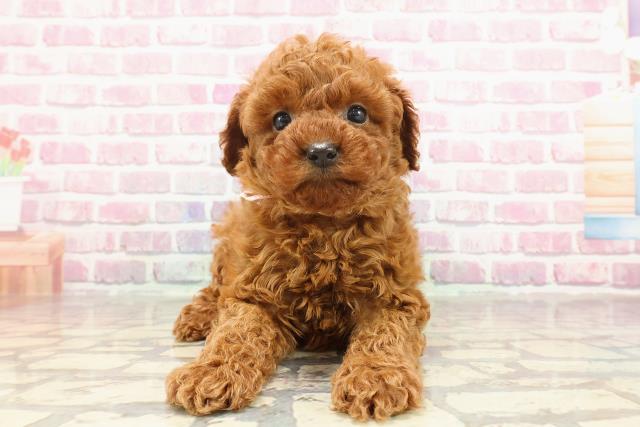 栃木県のトイプードル(トイ) (Coo&RIKU宇都宮店/2025年3月2日生まれ/女の子/レッド)の子犬