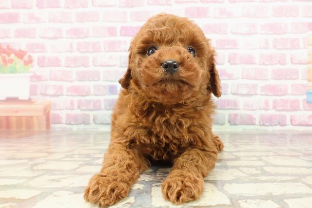 茨城県のトイプードル(トイ) (Coo&RIKU日立店/2025年3月2日生まれ/女の子/レッド)の子犬