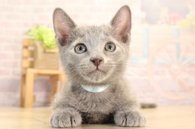 長野県のロシアンブルー (Coo&RIKU長野店/2025年3月7日生まれ/男の子/ブルー)の子猫