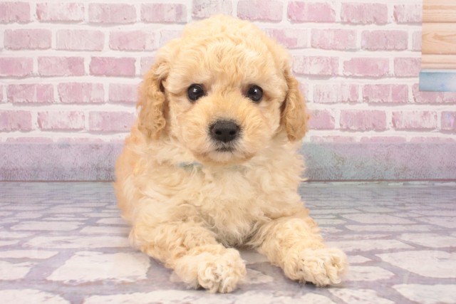 大阪府のトイプードル(トイ) (Coo&RIKU梅田店/2025年3月8日生まれ/男の子/クリーム)の子犬