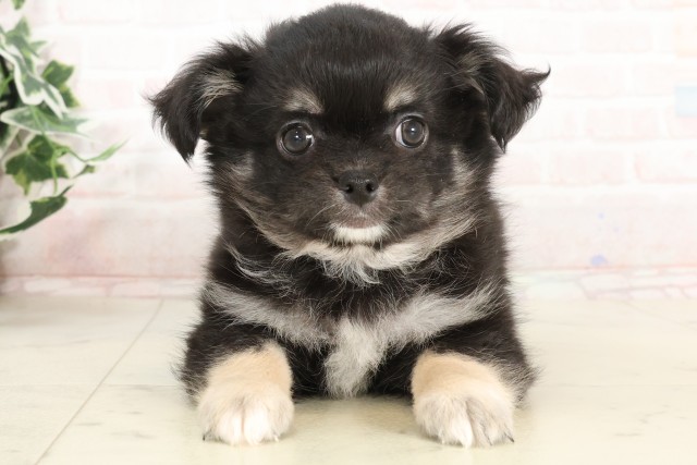 宮崎県のチワワ(ロング) (Coo&RIKU宮崎店/2025年3月11日生まれ/男の子/ブラックタンホワイト)の子犬