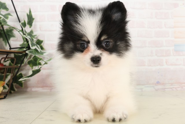 福岡県のポメラニアン (Coo&RIKU黒崎店/2025年3月11日生まれ/女の子/パーティーカラー)の子犬