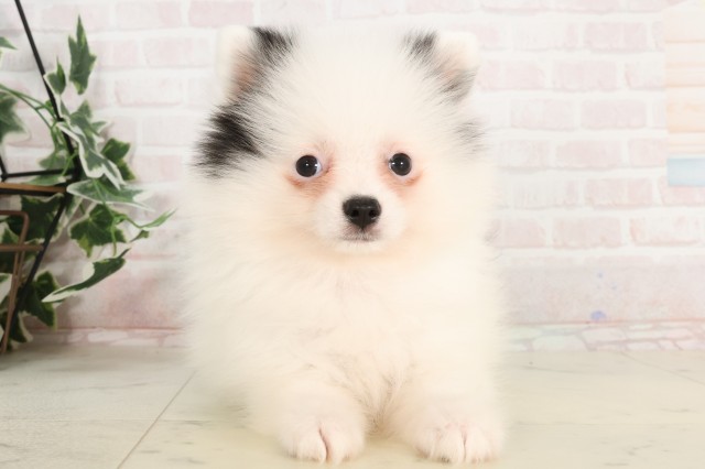 福岡県のポメラニアン (Coo&RIKU行橋店/2025年3月11日生まれ/女の子/ブラックホワイト)の子犬
